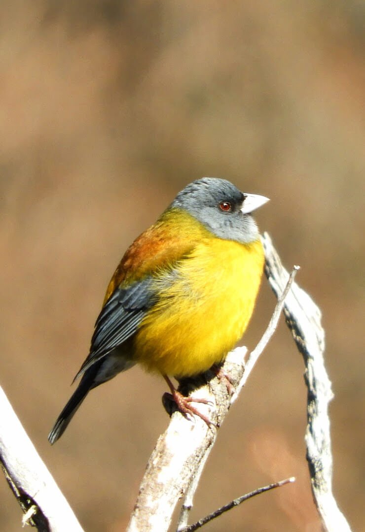 Pájaro patagónico en una rama