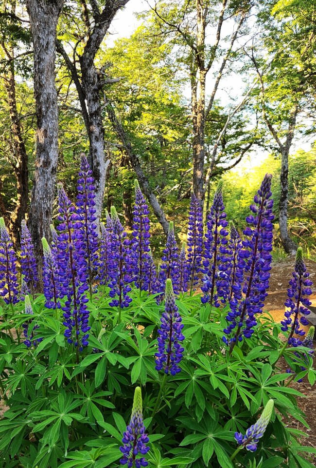 Lupinos en flor en el patio de la cabaña