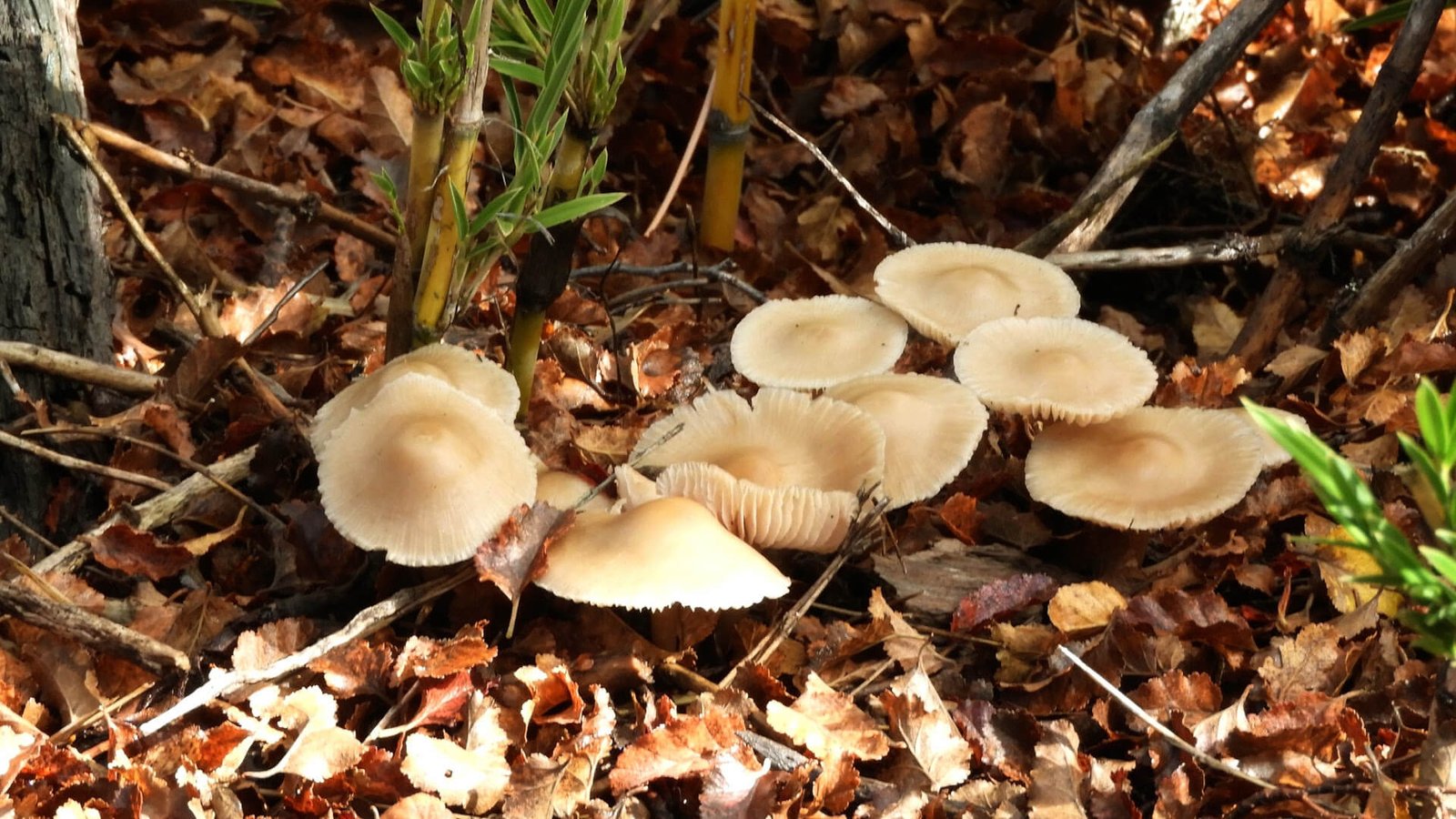 Hongos del bosque patagónico